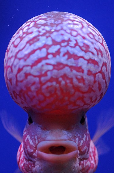 Photo:  Flowerhorn Fish